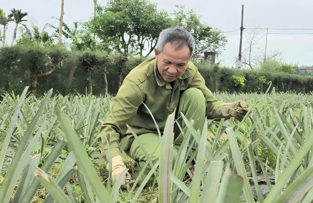 Kỹ thuật trồng dứa Queen