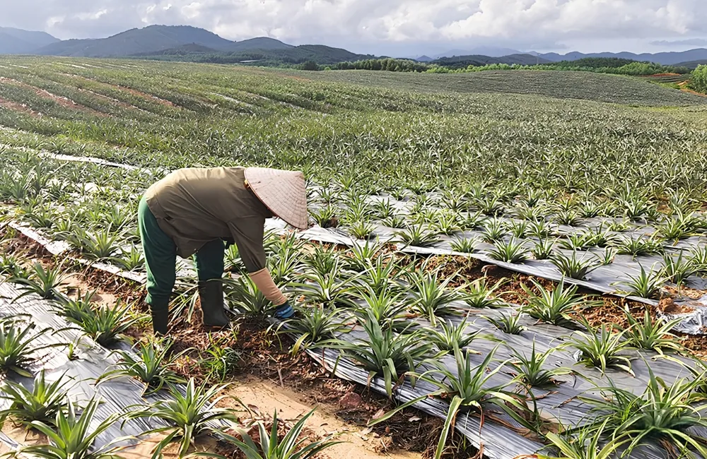 Kỹ thuật chăm sóc dứa Queen