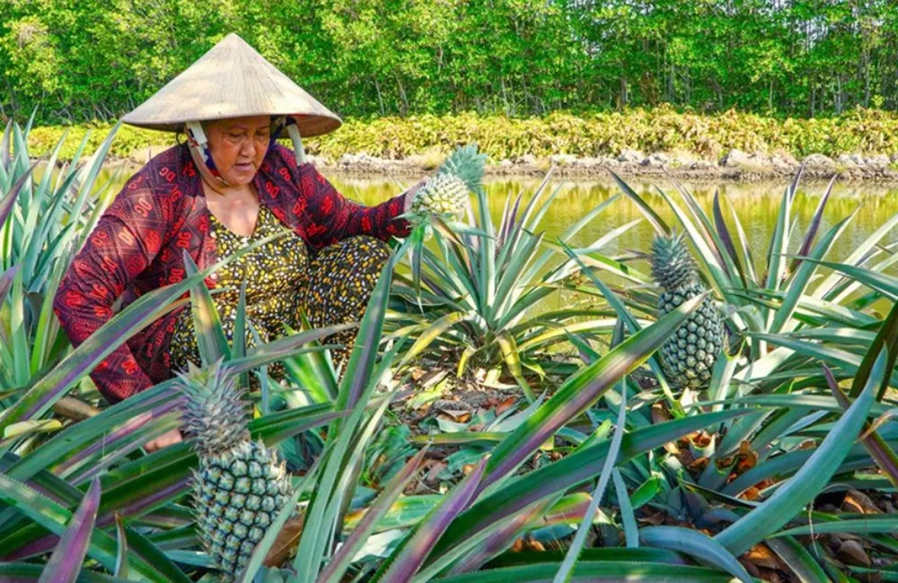 Kỹ thuật chăm sóc dứa Queen