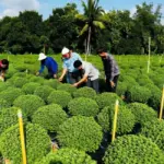 Nhận biết bệnh trên cúc mâm xôi và cách chăm cây khỏe, sai hoa