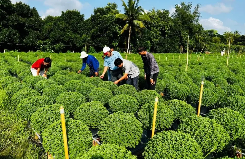 Bệnh trên cúc mâm xôi