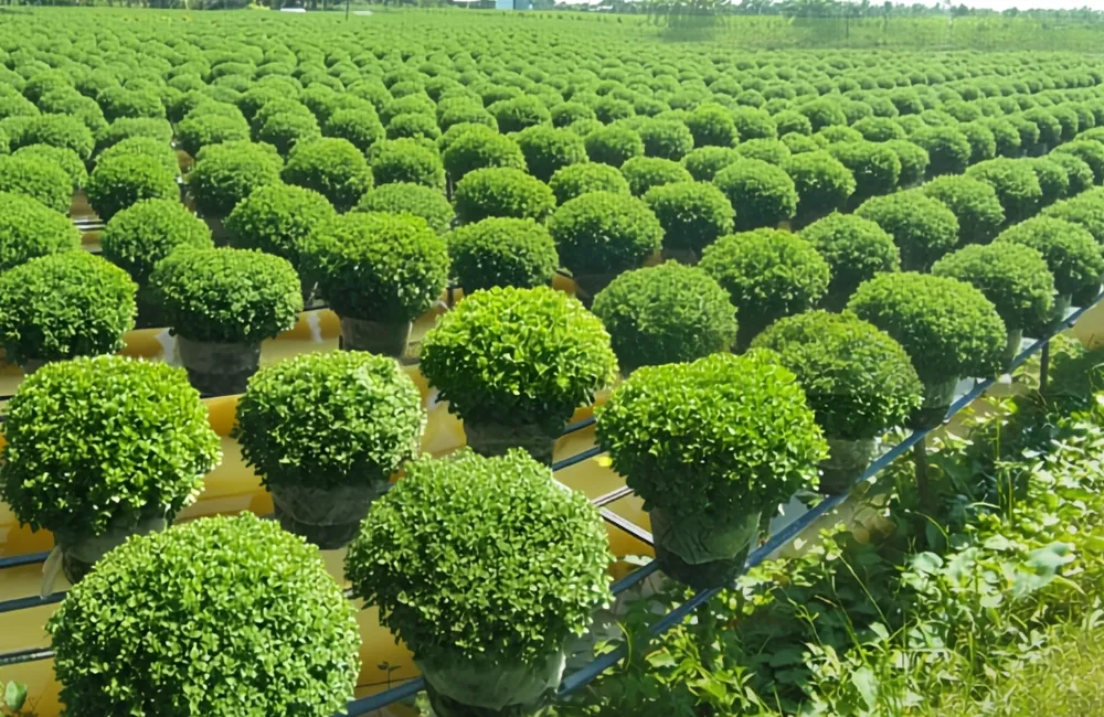 Bệnh trên cúc mâm xôi