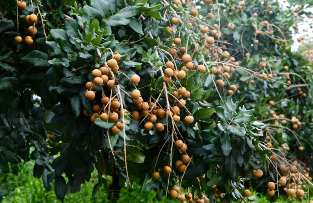 Các giống Thanh Nhãn