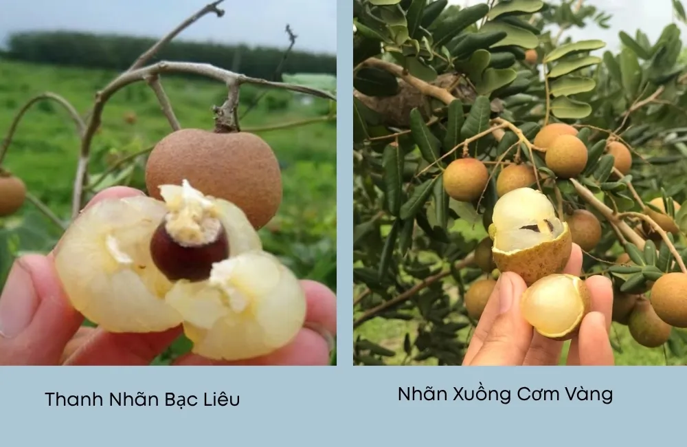 Các giống Thanh Nhãn