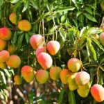 Cách chăm sóc Xoài Alphonso từ cây con đến khi thu hoạch