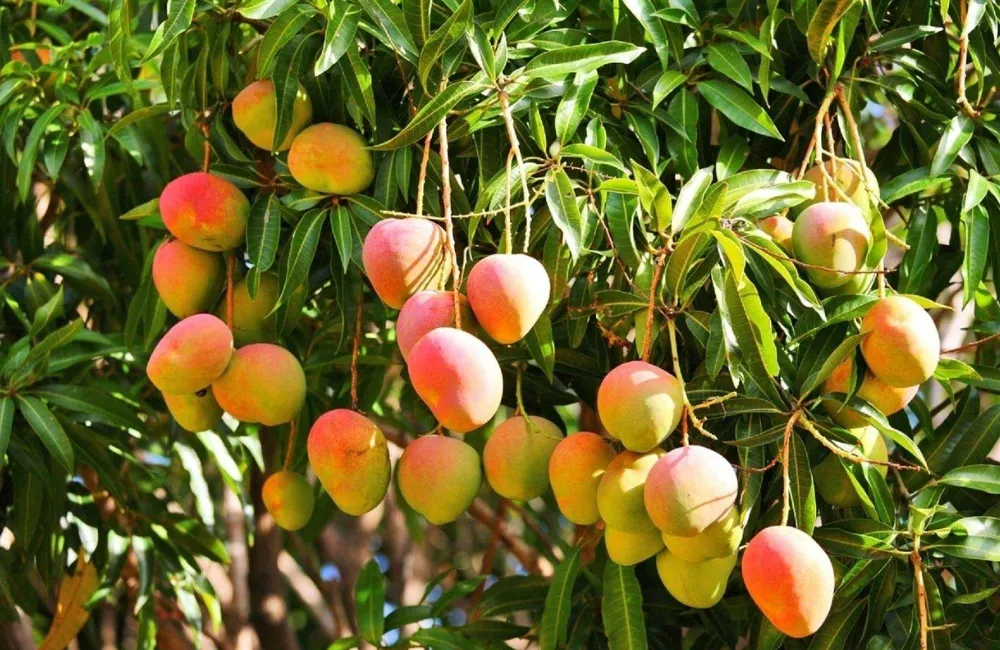 Cách chăm sóc xoài Alphonso