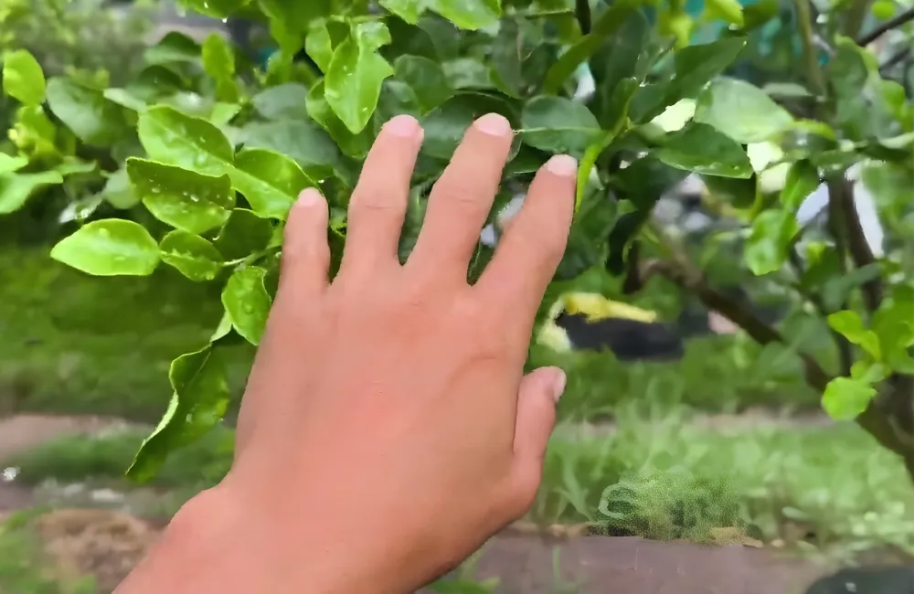Chăm sóc cây chanh Trúc