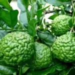 Chăm sóc cây Chanh Trúc đúng cách, cây khỏe, sai trái