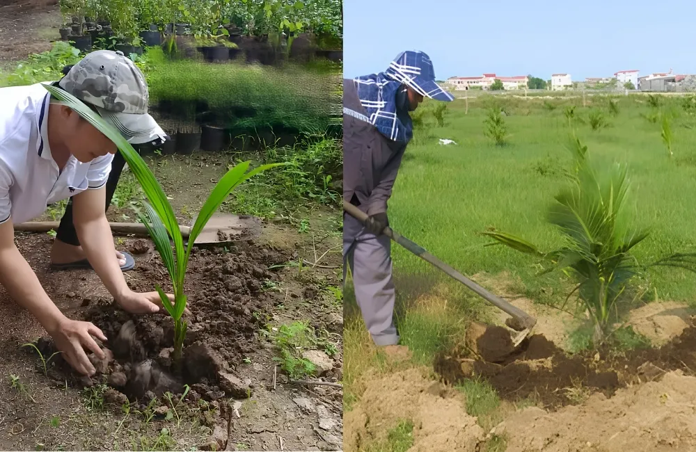 Chăm sóc cây dừa Ta