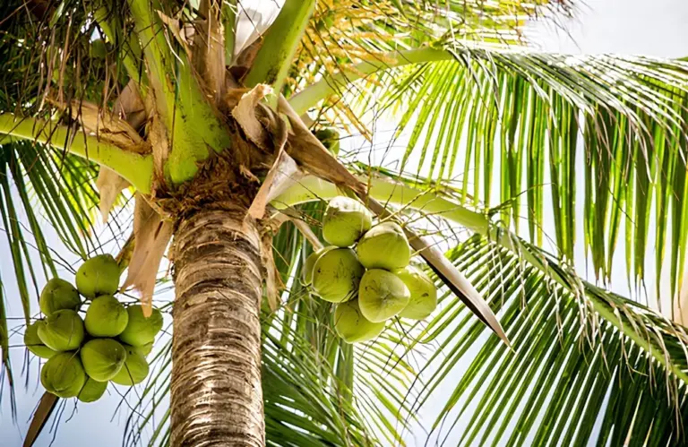Cách chăm sóc cây Dừa Ta đúng kỹ thuật theo từng giai đoạn