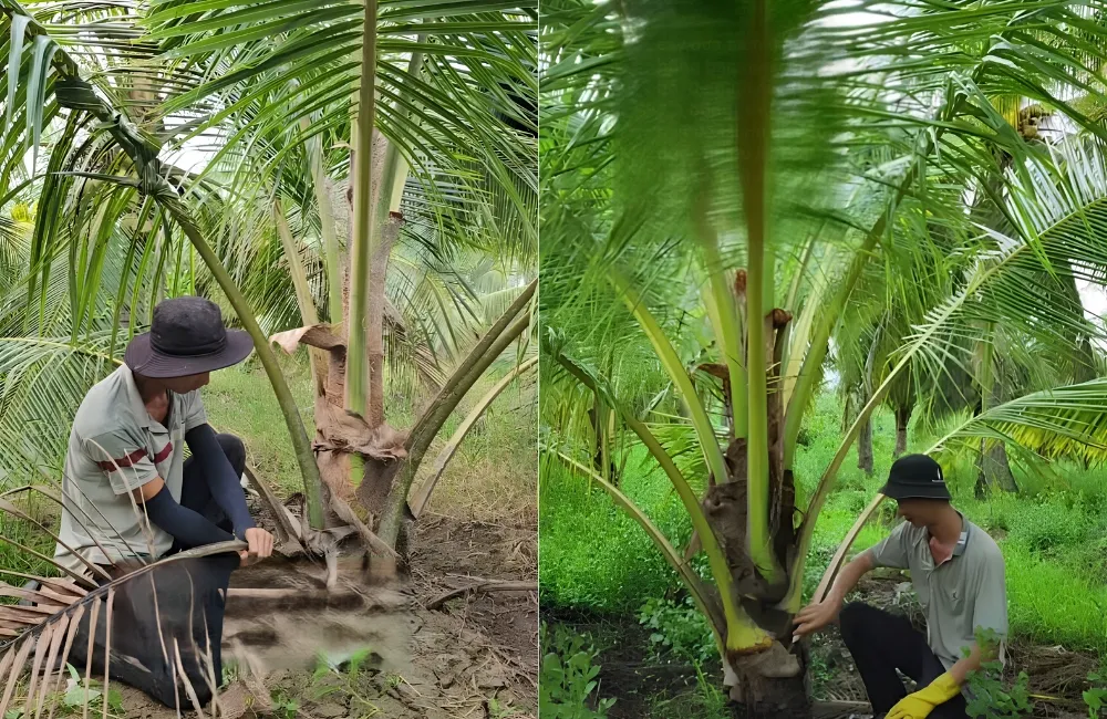 Chăm sóc cây dừa Ta