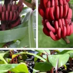 Cách chăm sóc chuối Cau Đỏ từ khi trồng đến thu hoạch