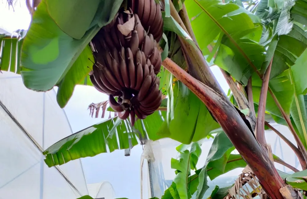 Chăm sóc chuối Cau Đỏ