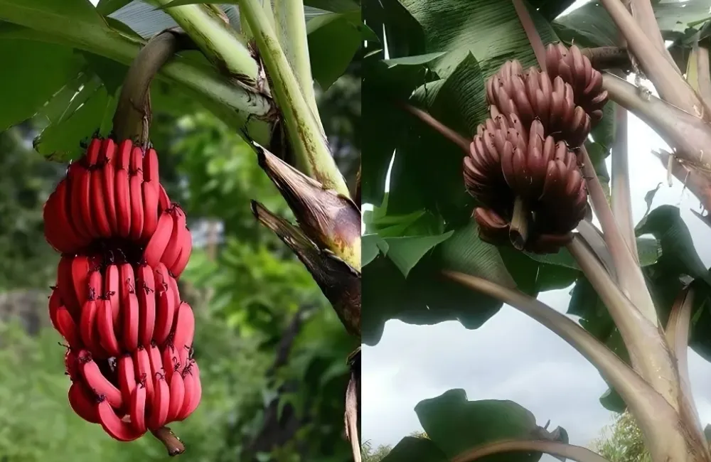 Chăm sóc chuối Cau Đỏ