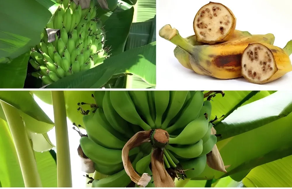 Chăm sóc chuối Hột