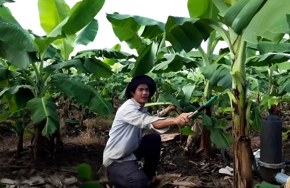 Chăm sóc chuối Hột