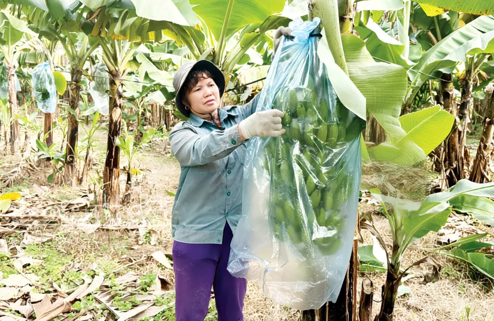 Chăm sóc chuối Mốc cấy mô