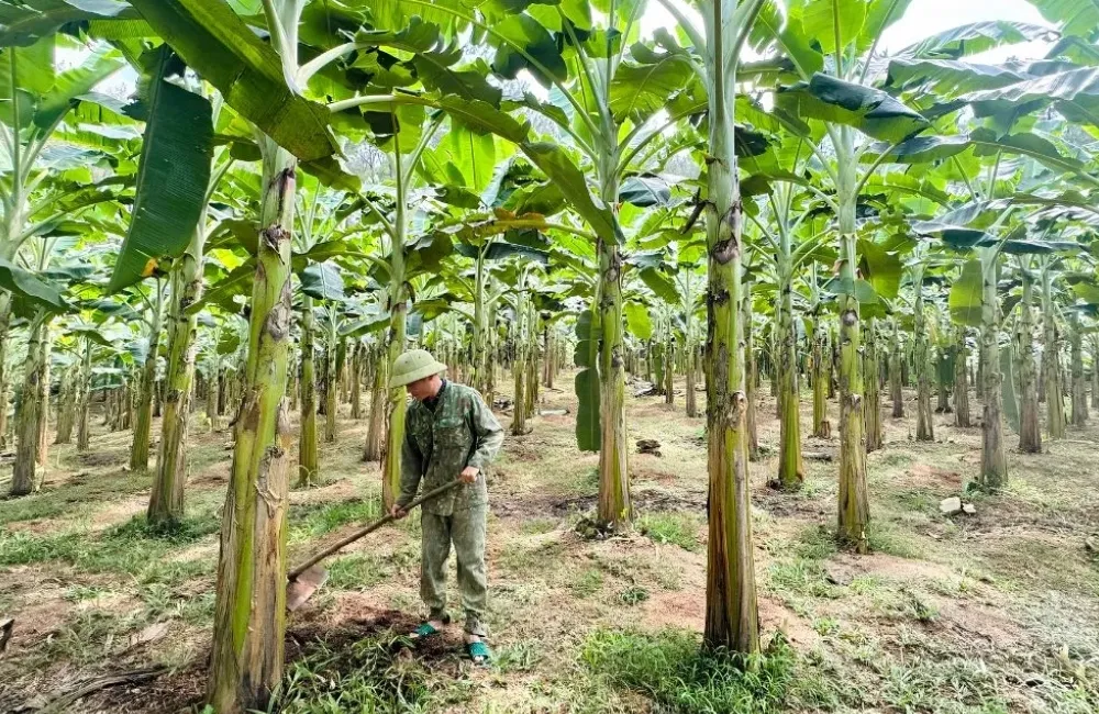 Chăm sóc chuối Mốc cấy mô