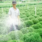 Chăm sóc cúc mâm xôi Hà Lan cấy mô đúng cách, tán đẹp