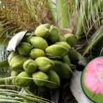 Chăm sóc Dừa Dâu theo từng giai đoạn sinh sinh trưởng