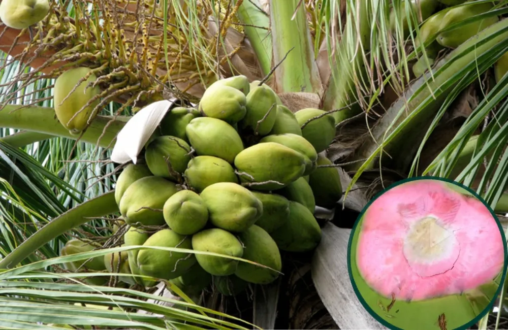 Chăm sóc dừa Dâu