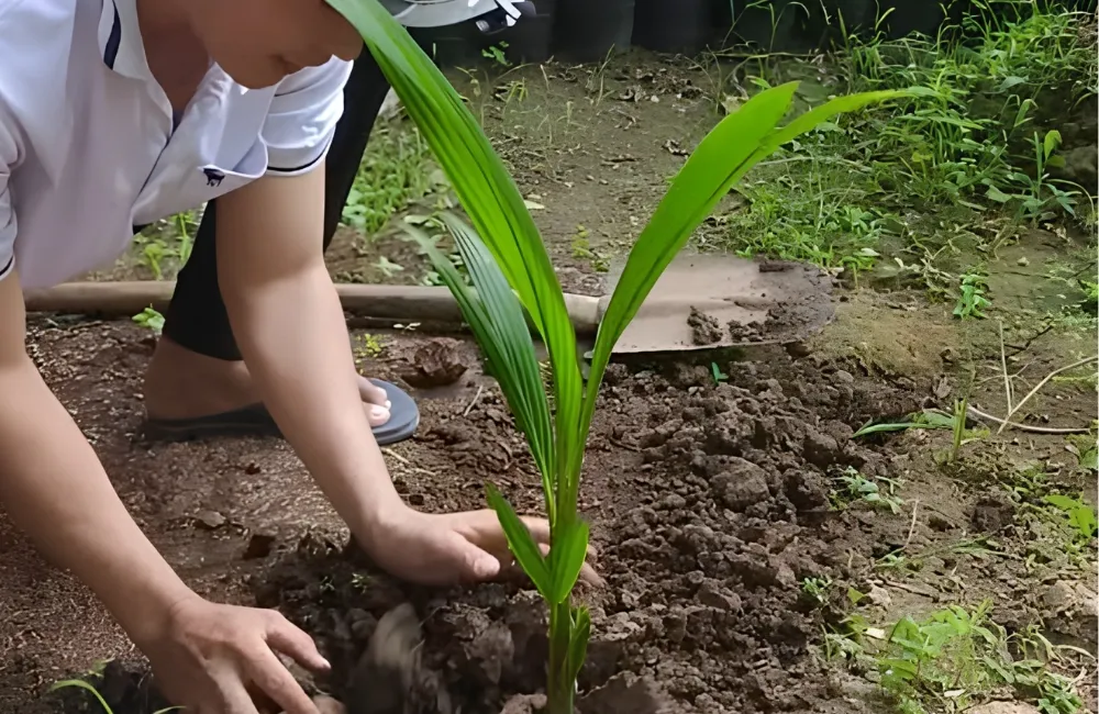 Chăm sóc dừa Dâu
