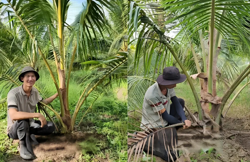 Chăm sóc dừa Dâu