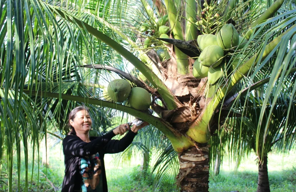 Chăm sóc dừa Dâu