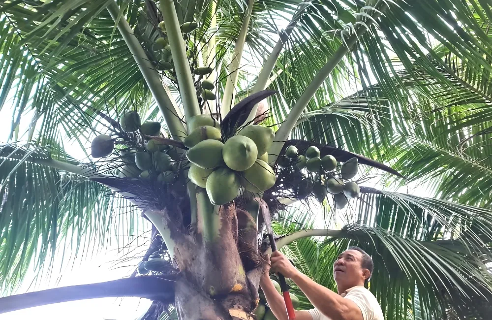 Chăm sóc dừa Dâu