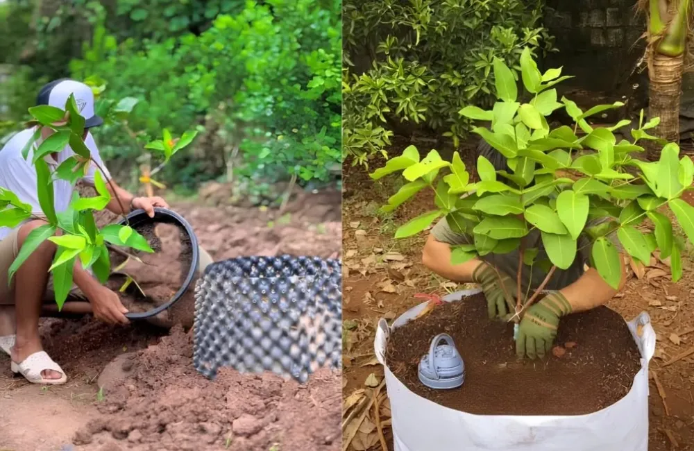 Chăm sóc mận Green Gaint