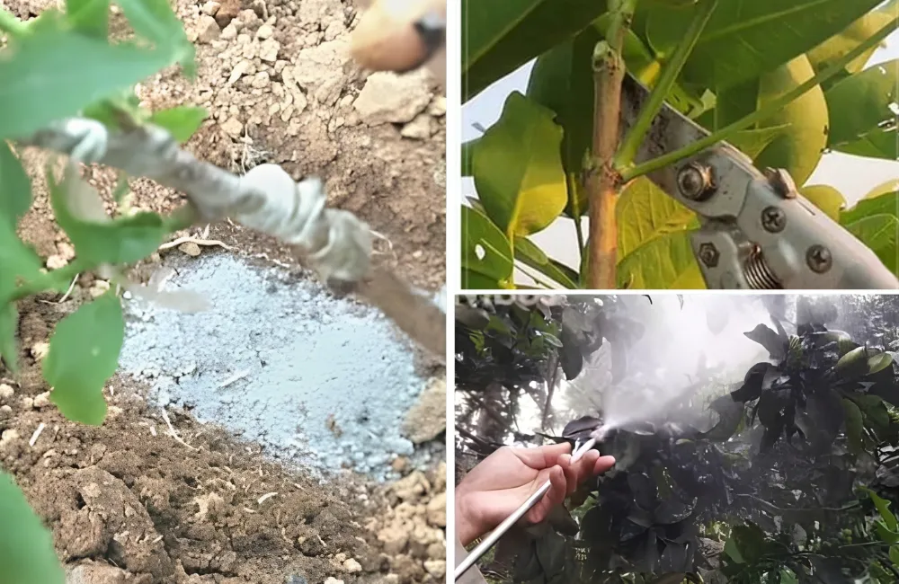 Chăm sóc mận Green Gaint
