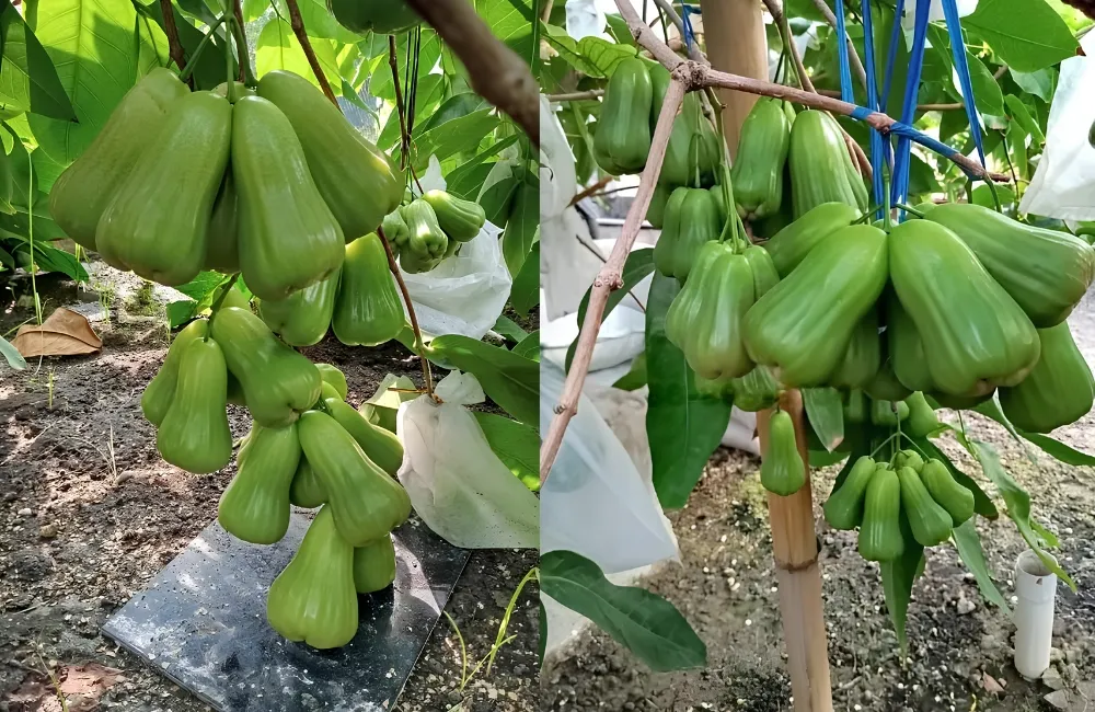 Chăm sóc mận Green Gaint