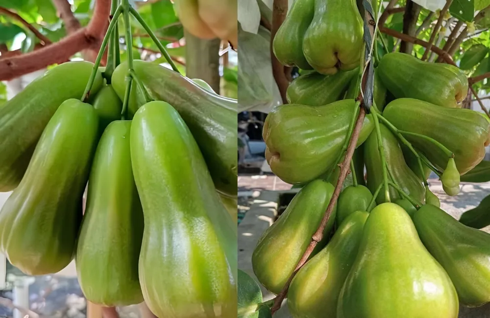Chăm sóc mận Green Gaint