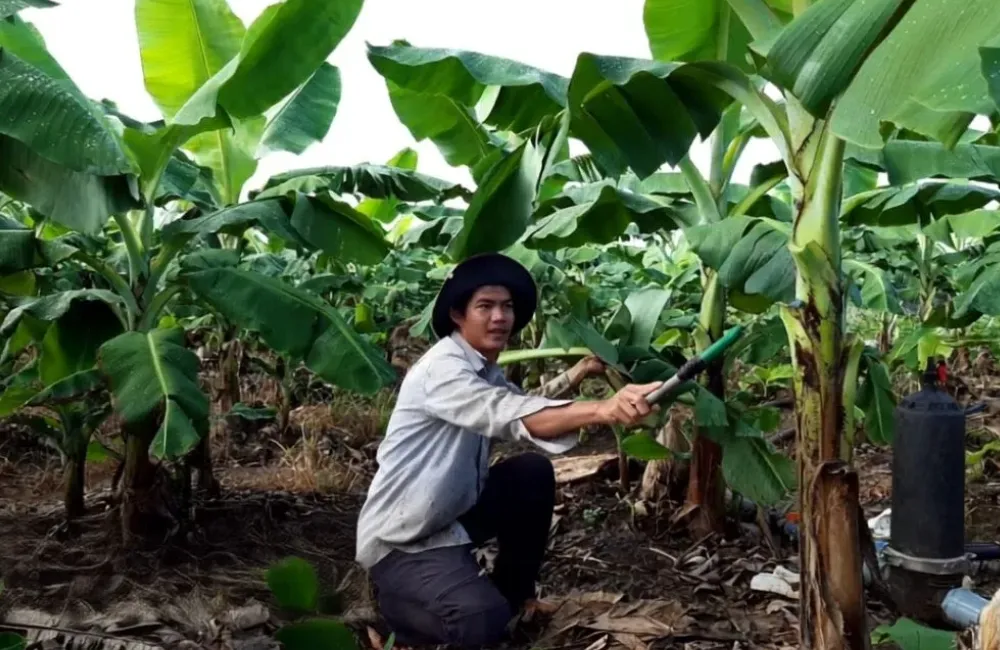 Chuối Cau Mẫn bao lâu cho trái