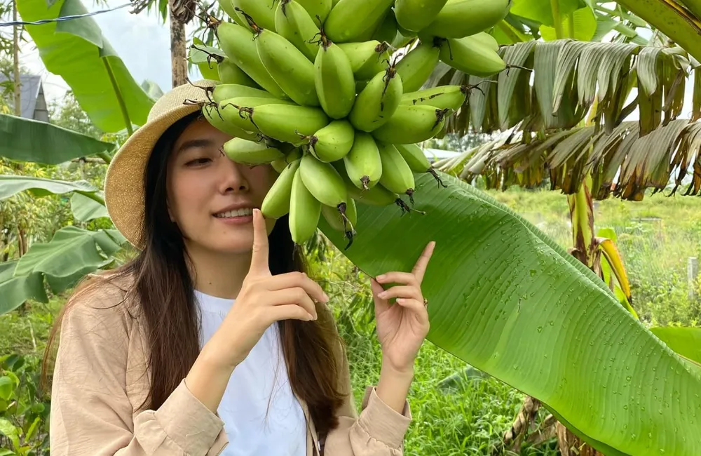 Chuối Cau Mẫn bao lâu cho trái