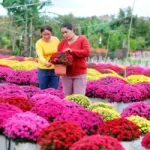 Cúc mâm xôi tím và hồng Hàn Quốc nên chọn loại nào?