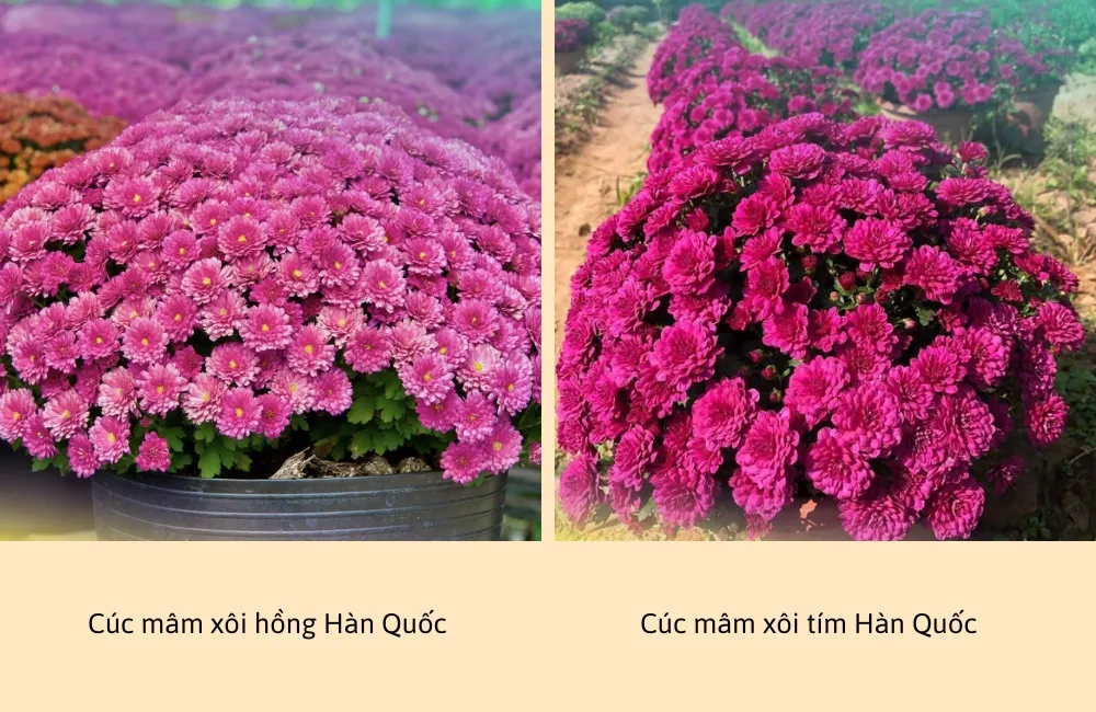 Cúc mâm xôi