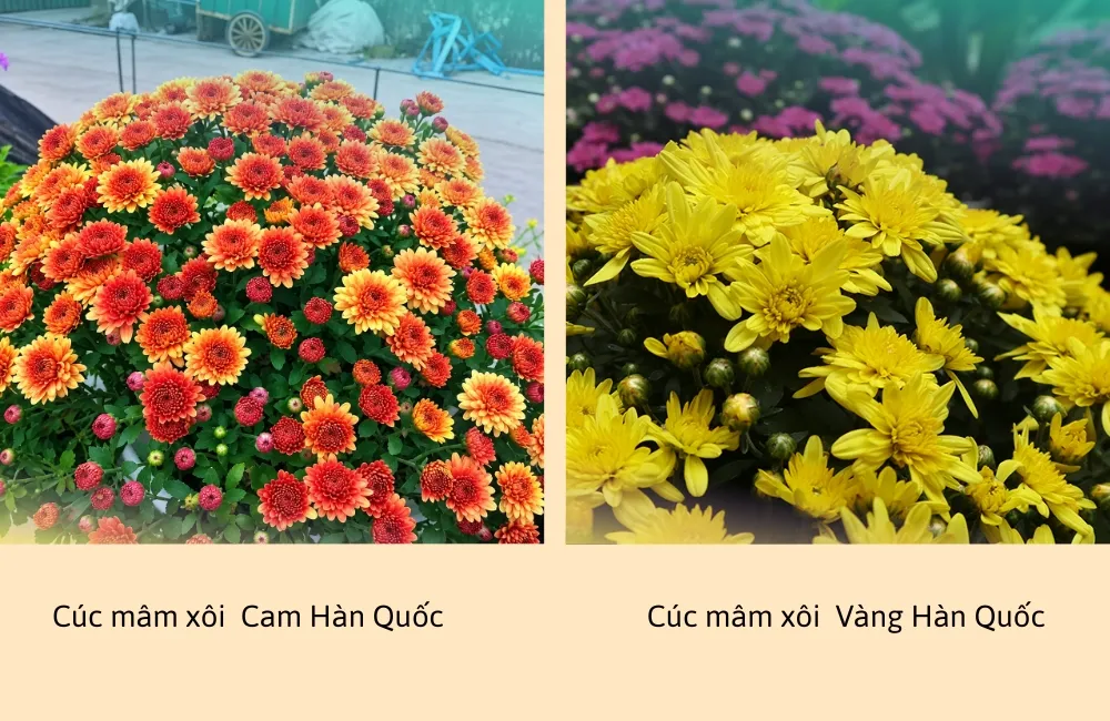 Cúc mâm xôi cam Hàn Quốc