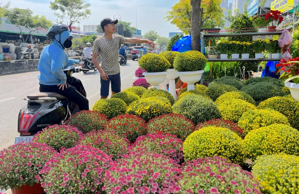 Cúc mâm xôi chưng Tết