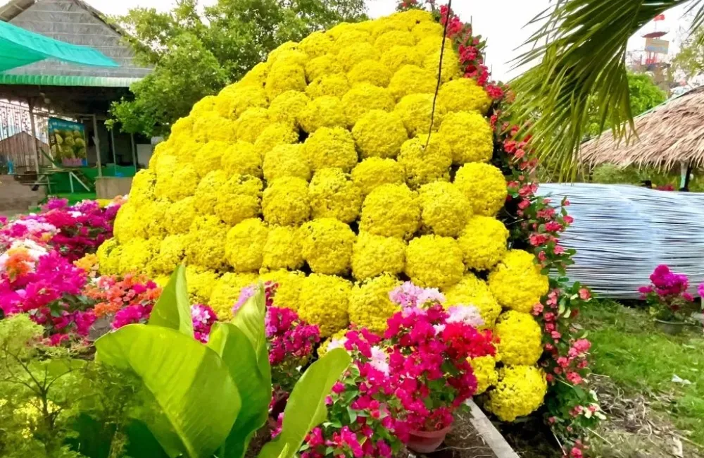 Cúc mâm xôi chưng Tết