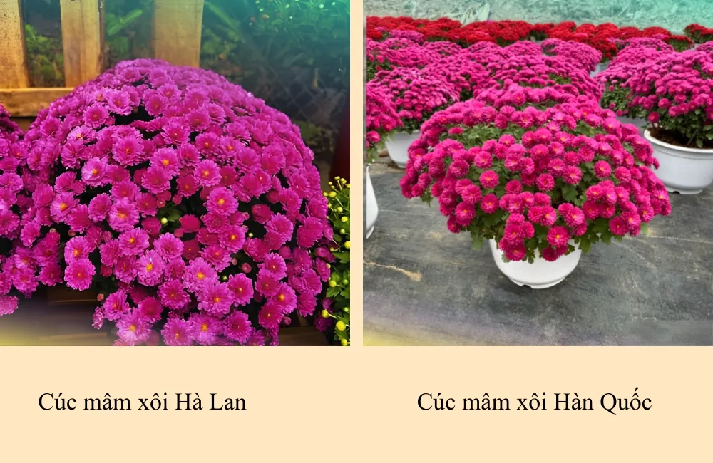 Cúc mâm xôi Hà Lan
