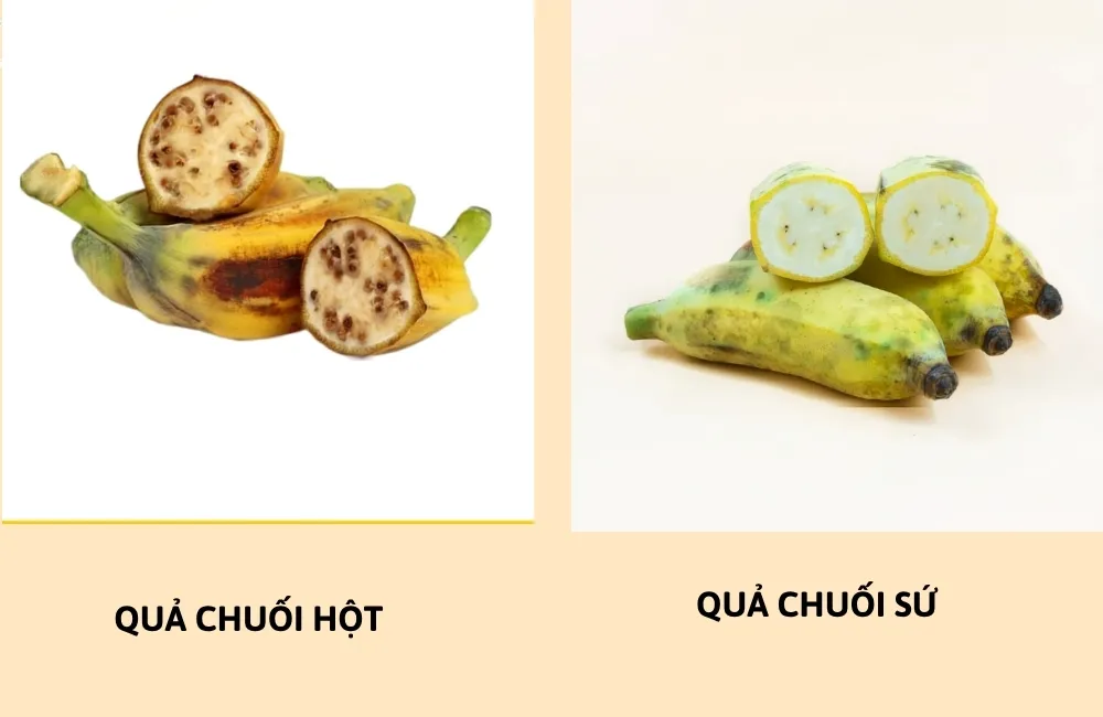 Đặc điểm chuối hột cấy mô