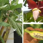 Đặc điểm chuối Hột cấy mô và cách nhận biết chính xác