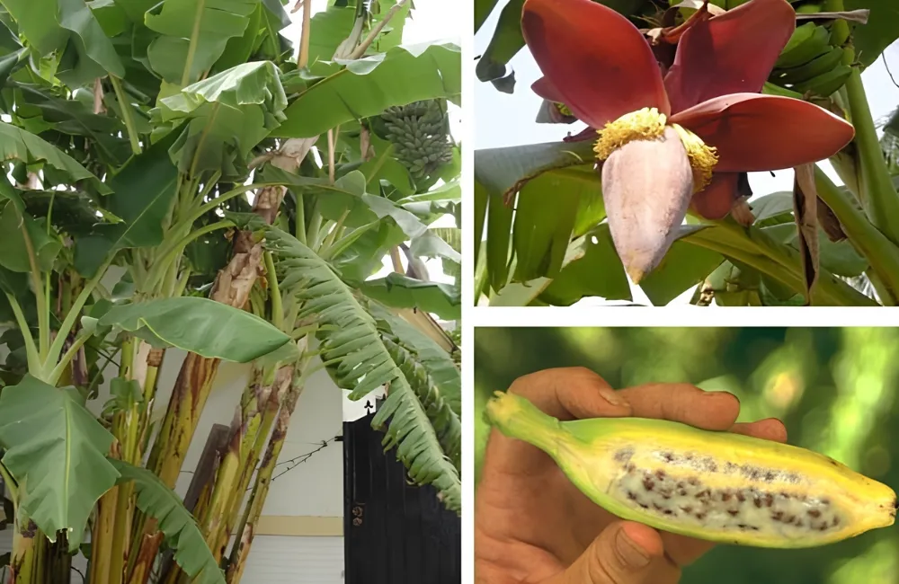Đặc điểm chuối hột cấy mô 