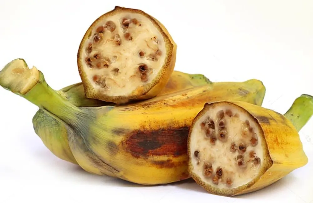 Đặc điểm chuối hột cấy mô