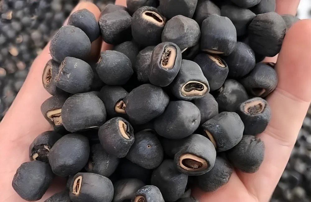Đặc điểm chuối Mồ Côi