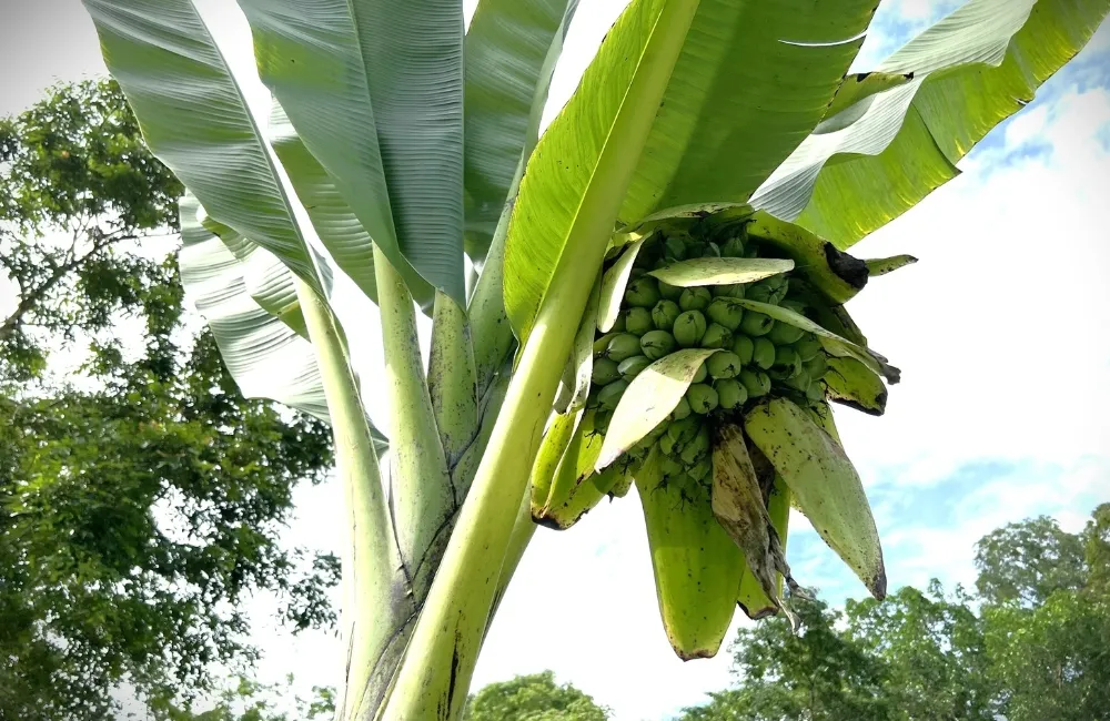 Đặc điểm chuối Mồ Côi