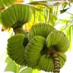 Đặc điểm Chuối Mồ Côi và 7 dấu hiệu nhận biết đặc trưng