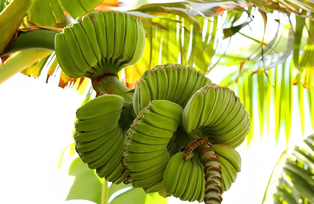 Đặc điểm chuối Mồ Côi