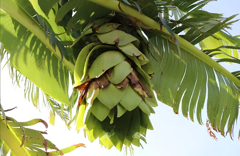 Đặc điểm chuối Mồ Côi